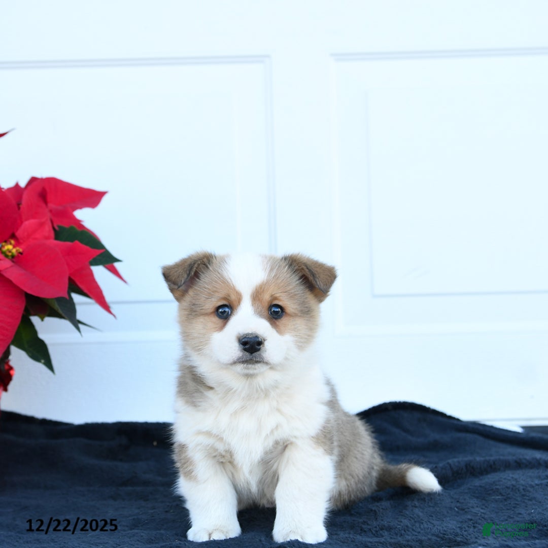 Welsh Corgi Pembroke dogs for sale: Bean  - Ad 1