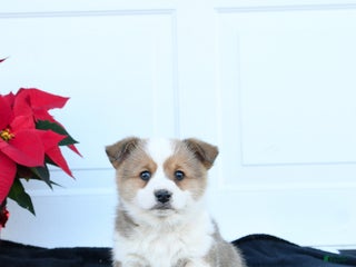 Welsh Corgi Pembroke dogs for sale: Bean - Ad 3