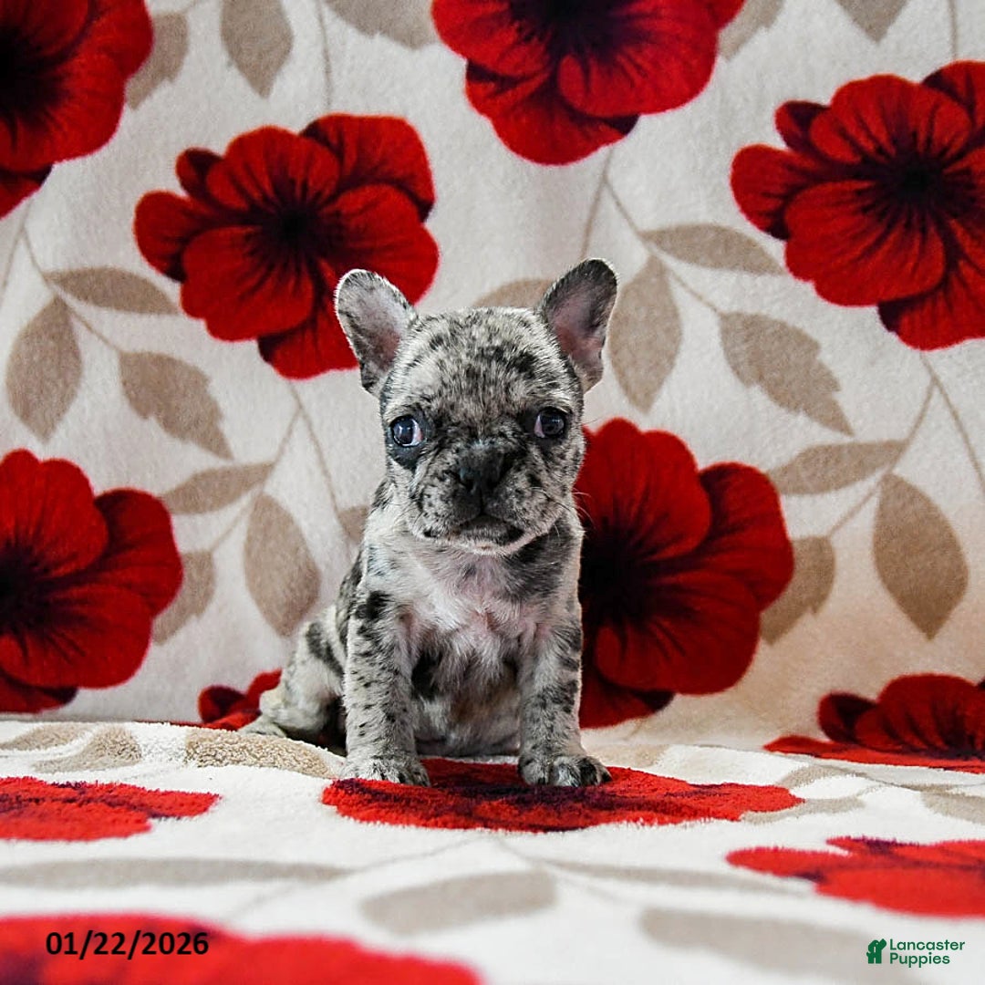 French Bulldog dogs for sale: Bailey - Ad 2