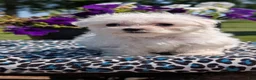 Maltese dogs for sale: Trixie - Ad 5