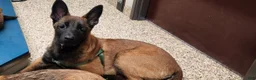 Belgian Malinois dogs for sale: Bee - Ad 3