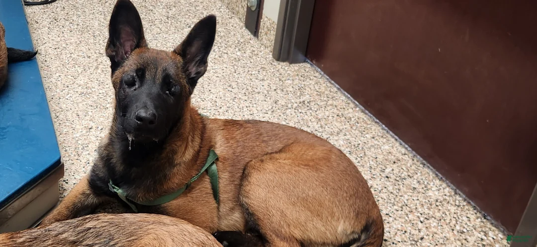 Belgian Malinois dogs for sale: Bee - Ad 3