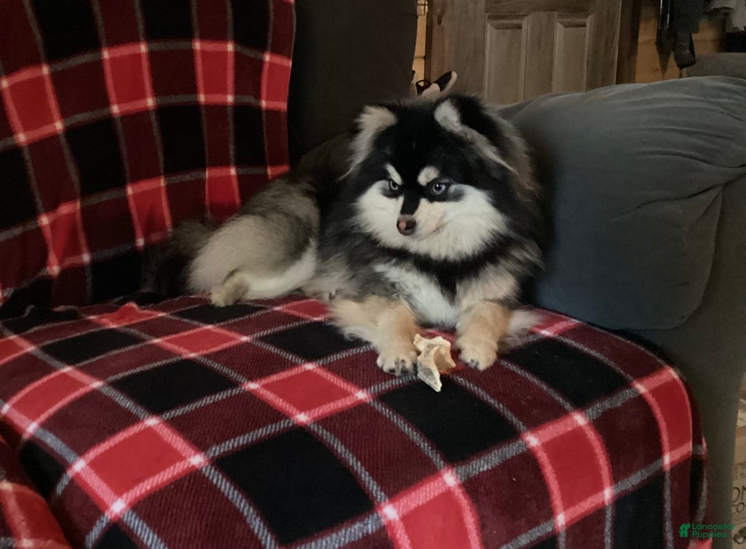 Gallery Image {{count}}