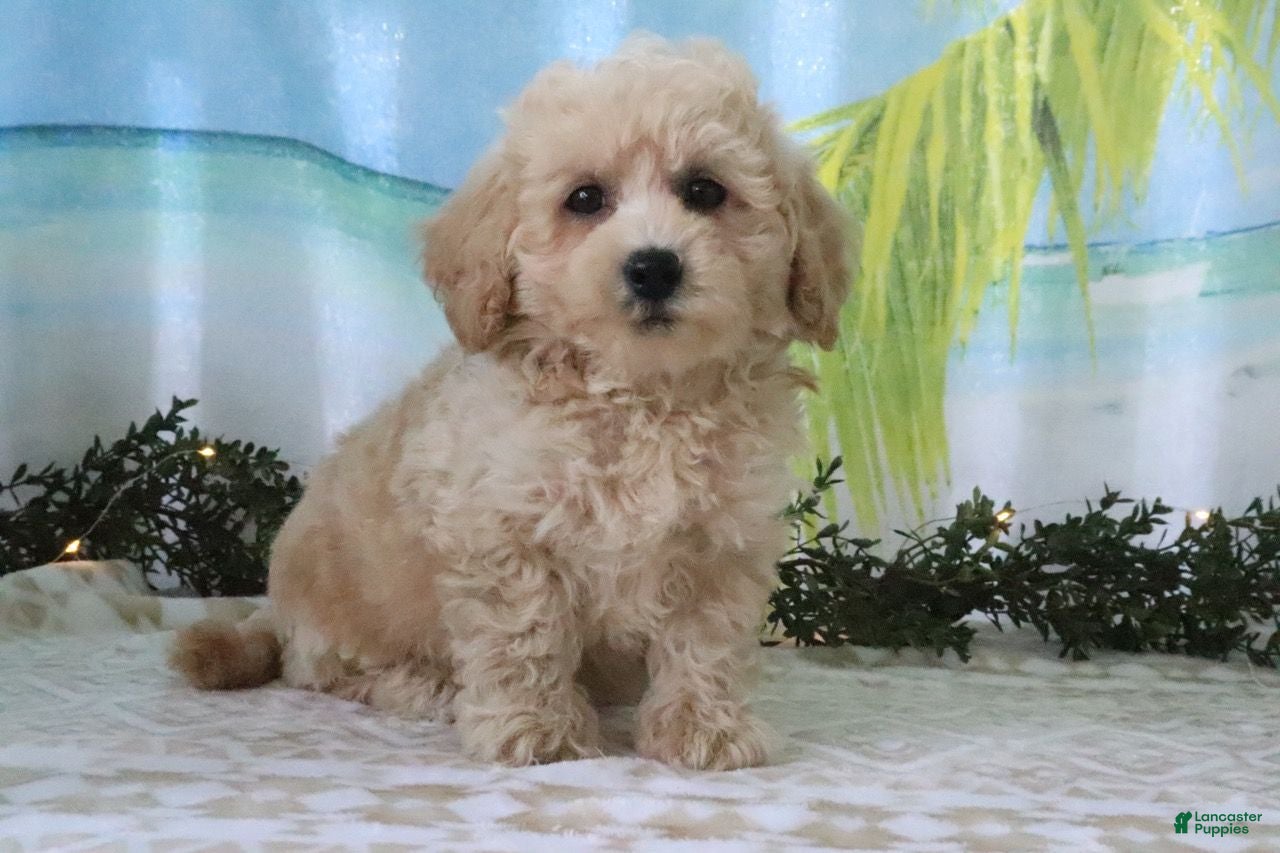 Cavapoo dogs Tristen - Ad 1