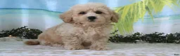 Cavapoo dogs for sale: Tristen - Ad 1