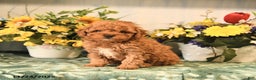 Miniature Poodle dogs for sale: Lacey - Ad 2