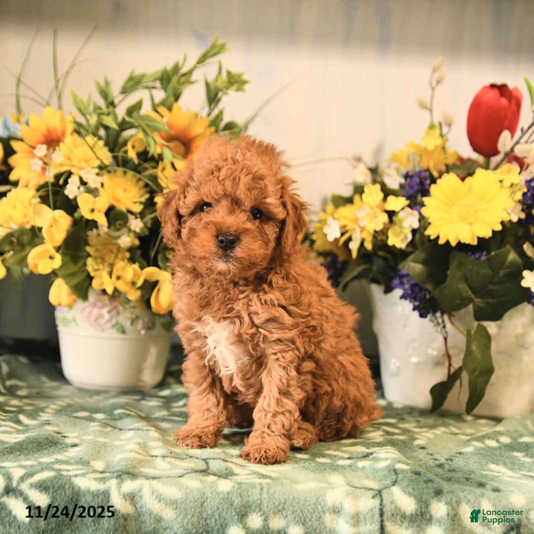 Miniature Poodle dogs for sale: Lacey - Ad 2