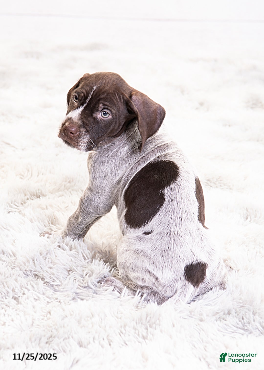 Mixed Breed dogs for sale: Romeo - Ad 4