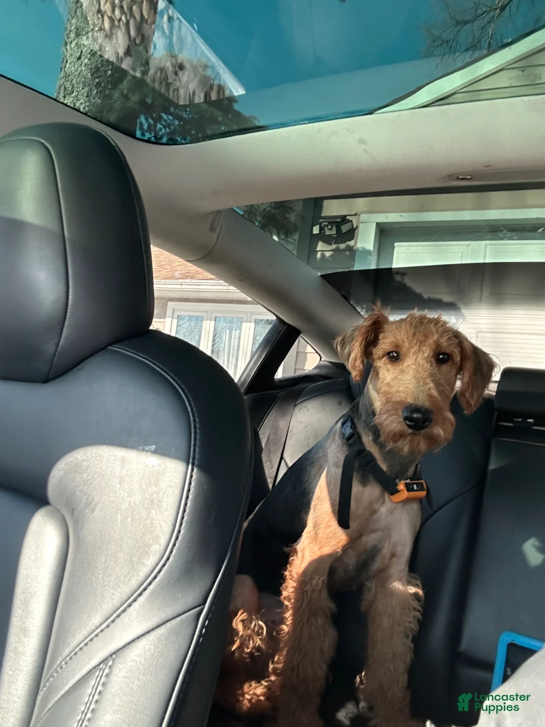 Airedale Terrier dogs for sale: Airedale Terrier adult - Ad 2