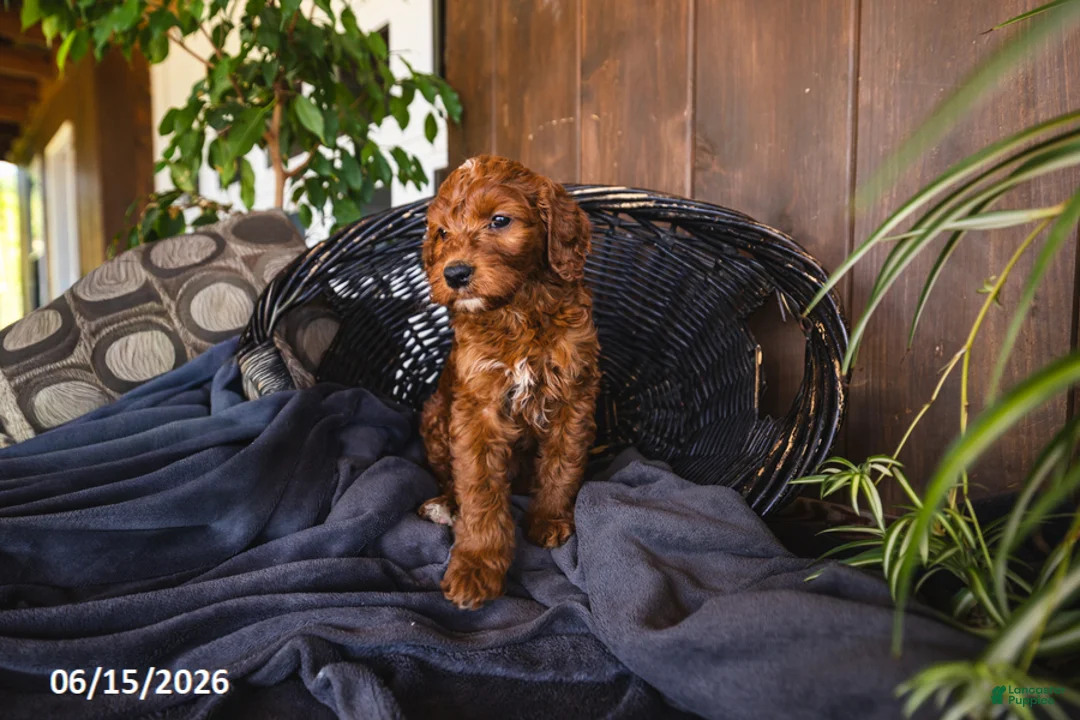Irish Doodle dogs for sale: Lola - Ad 1