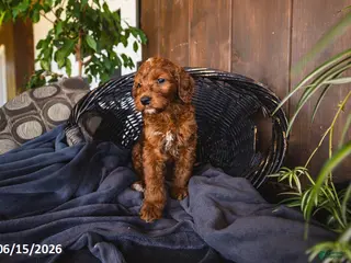 Irish Doodle dogs Lola - Ad 11