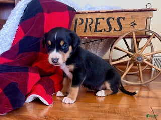 Greater Swiss Mountain Dog dogs Violet🐾❤️AKC Hip CERT ❤️🐾Call 717-859-8731 - Ad 14