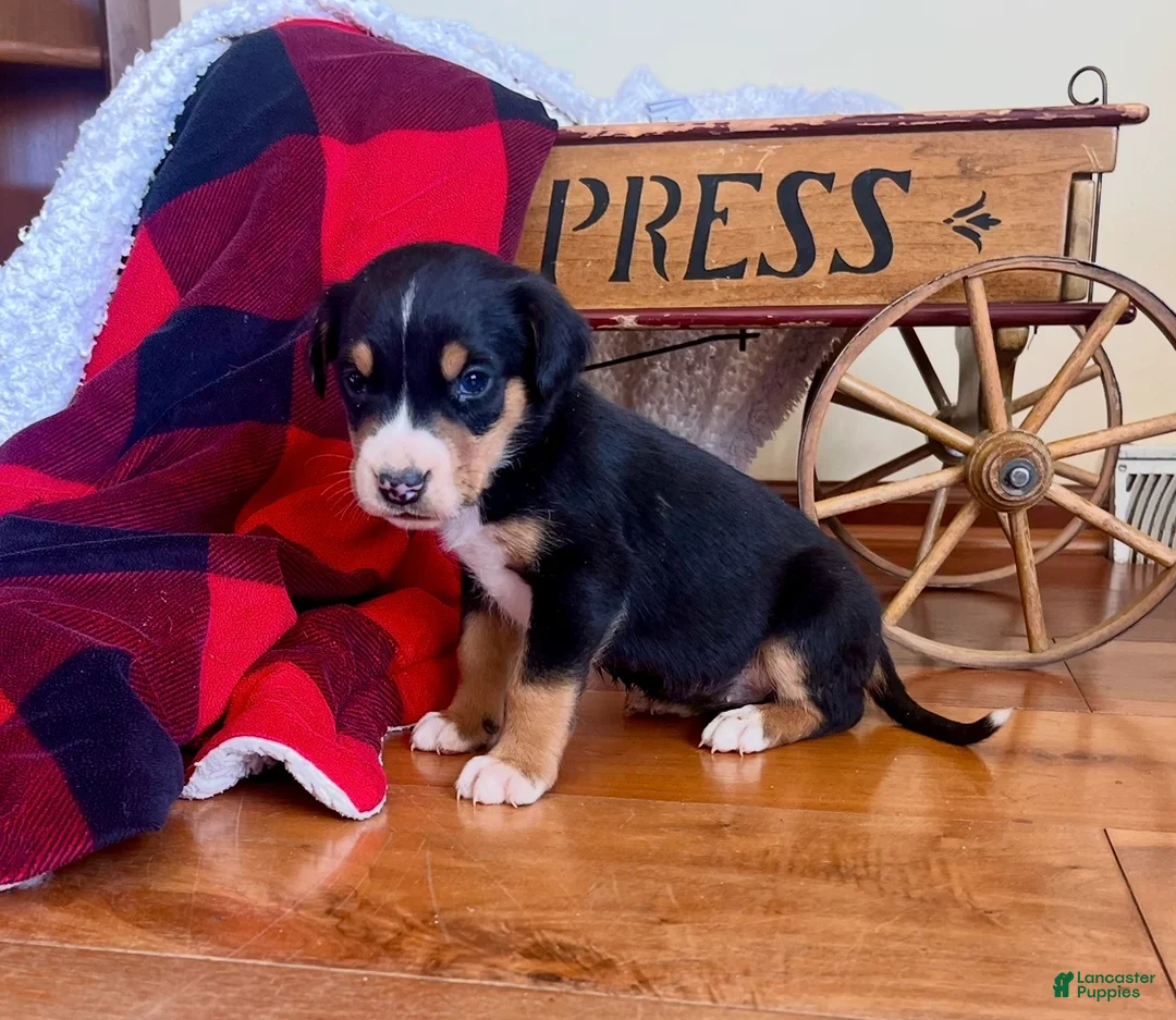 Greater Swiss Mountain Dog dogs for sale: Violet🐾❤️AKC Hip CERT ❤️🐾Call 717-859-8731 - Ad 1