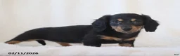 Miniature Dachshund dogs for sale: Laurel - Ad 2