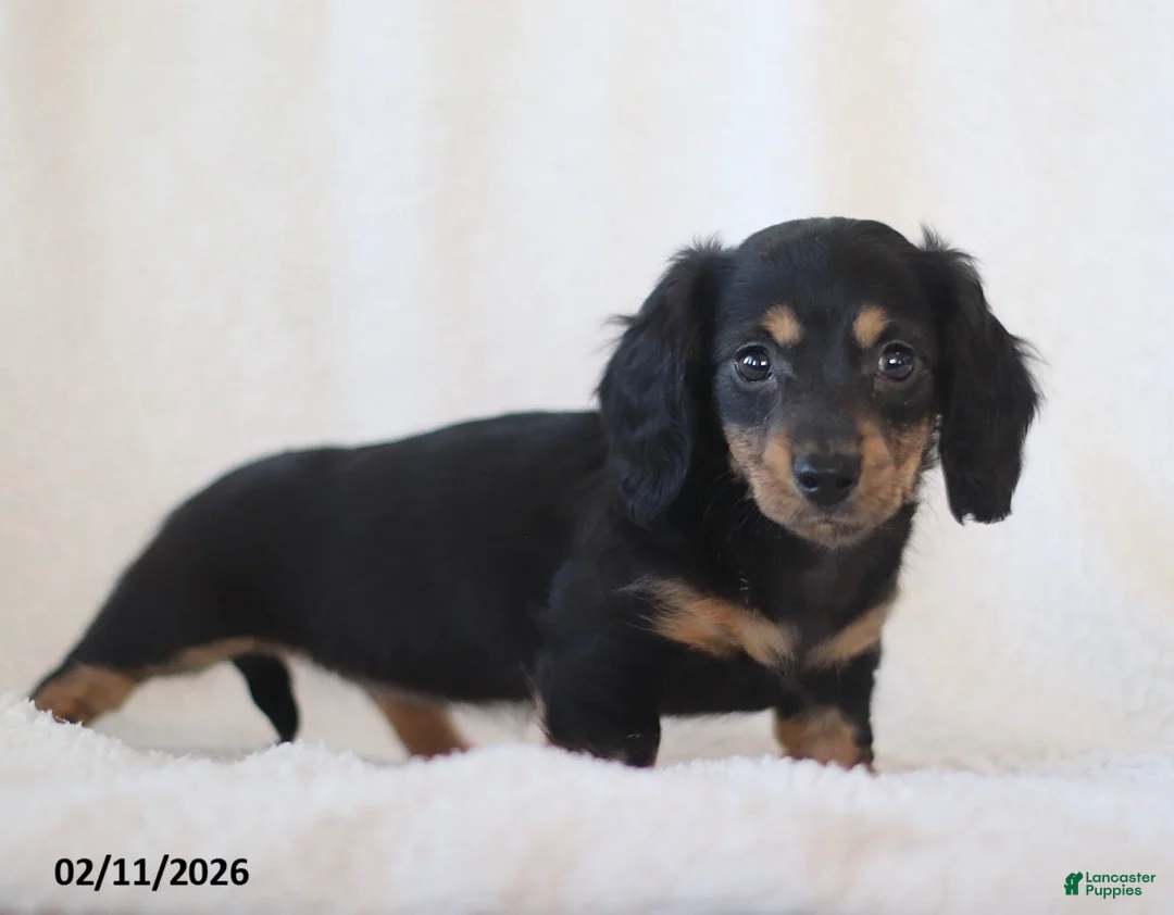 Miniature Dachshund dogs for sale: Laurel - Ad 2