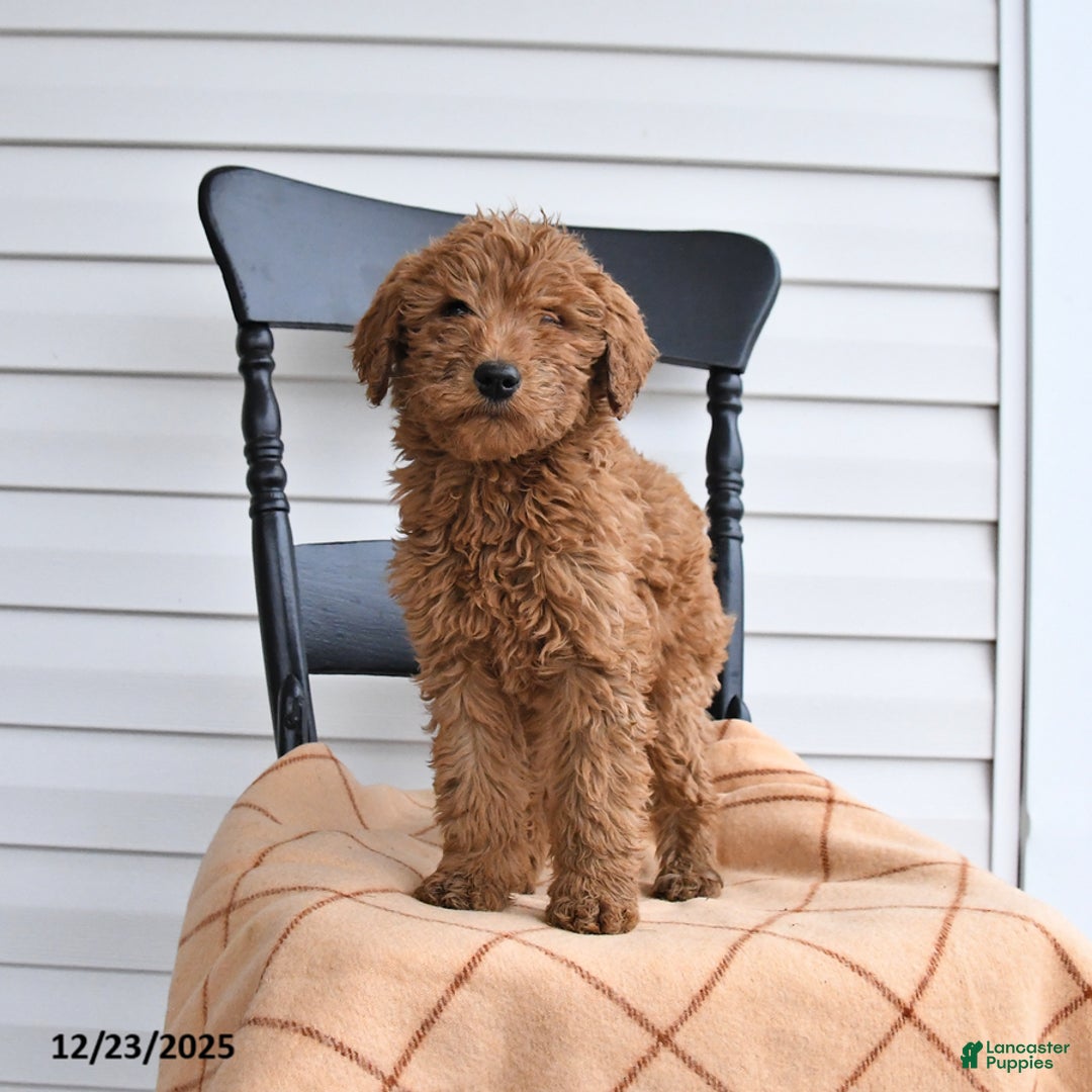 Goldendoodle dogs for sale: Bandit - Ad 1
