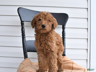 Goldendoodle dogs Bandit - Ad 38