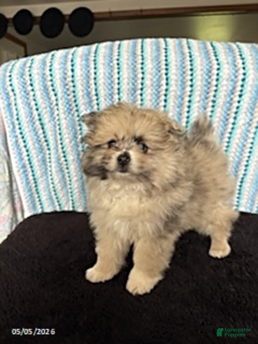 Pomeranian dogs for sale: Patches - Ad 1