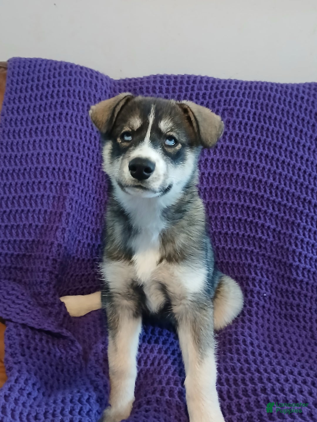 Siberian Husky dogs for sale: Siberian Husky Puppy 5 - Ad 1