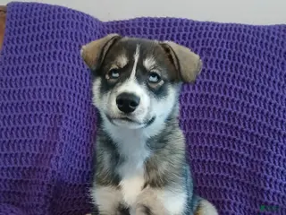 Siberian Husky dogs Siberian Husky Puppy 5 - Ad 3