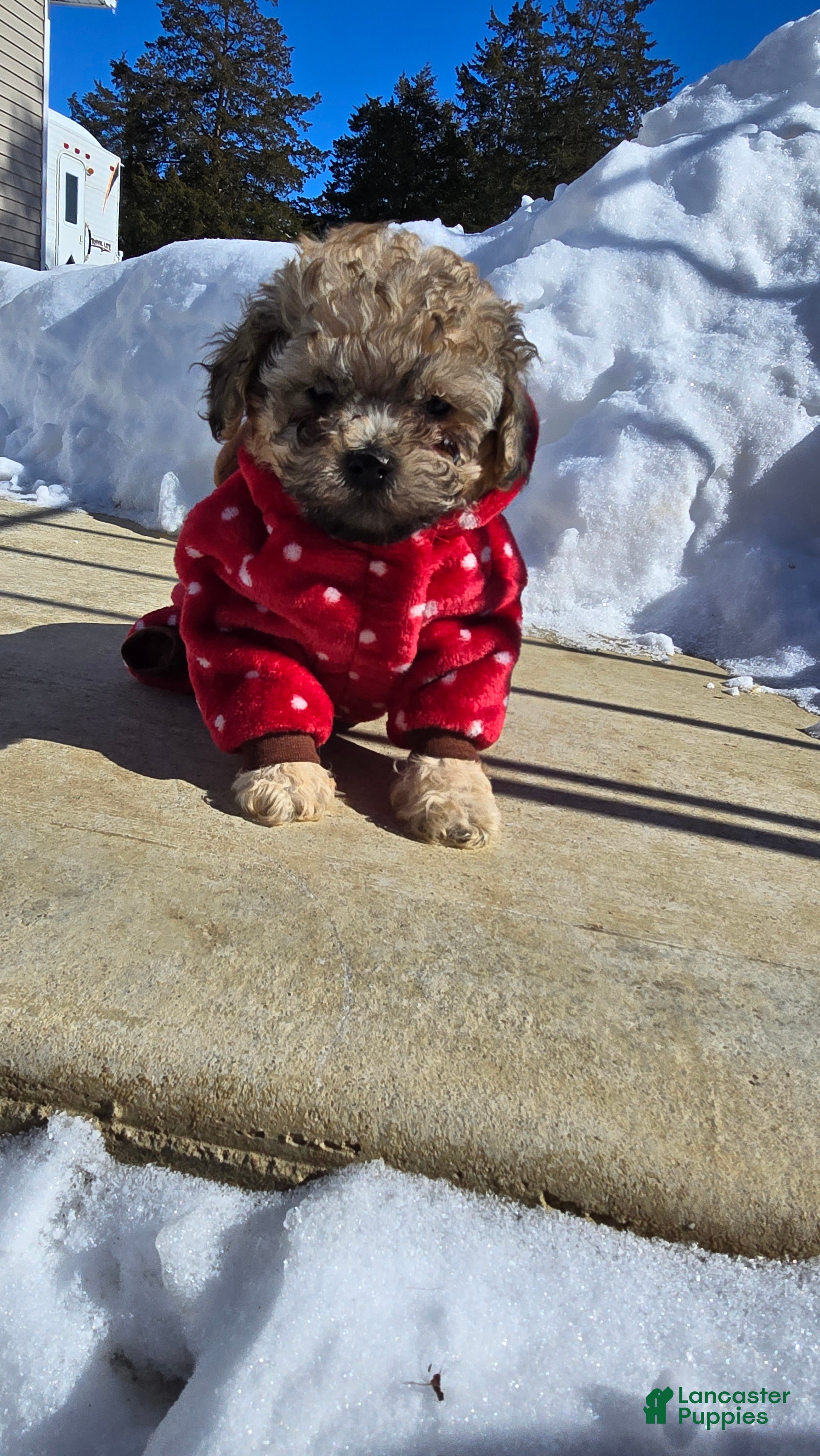 Toy Poodle dogs Lake  - Ad 1