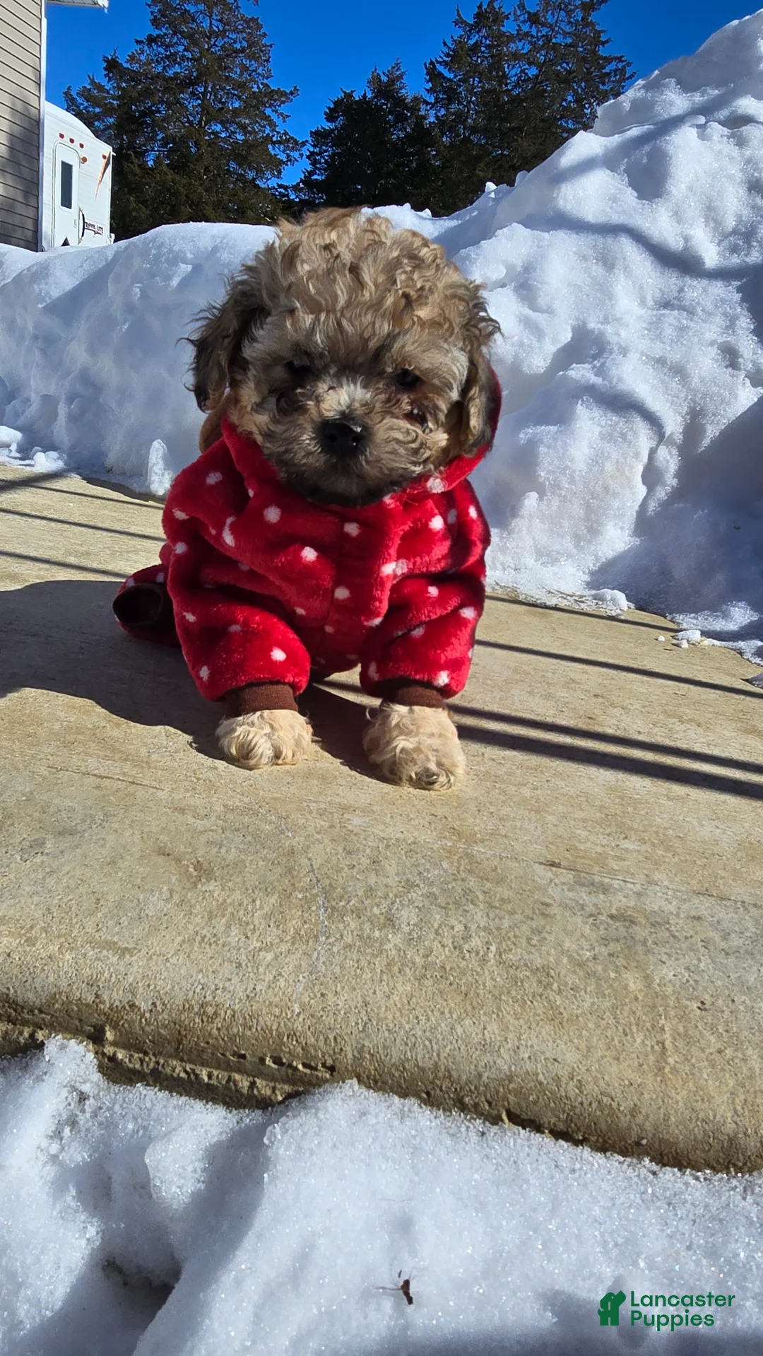 Toy Poodle dogs for sale: Lake  - Ad 1