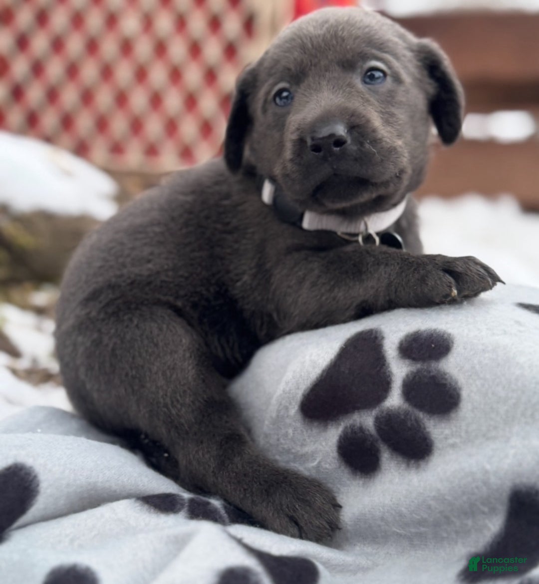 Labrador Retriever dogs for sale: Labrador Retriever Puppy 1 - Ad 8