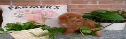 Mini Goldendoodle dogs for sale: Bailey - Ad 3