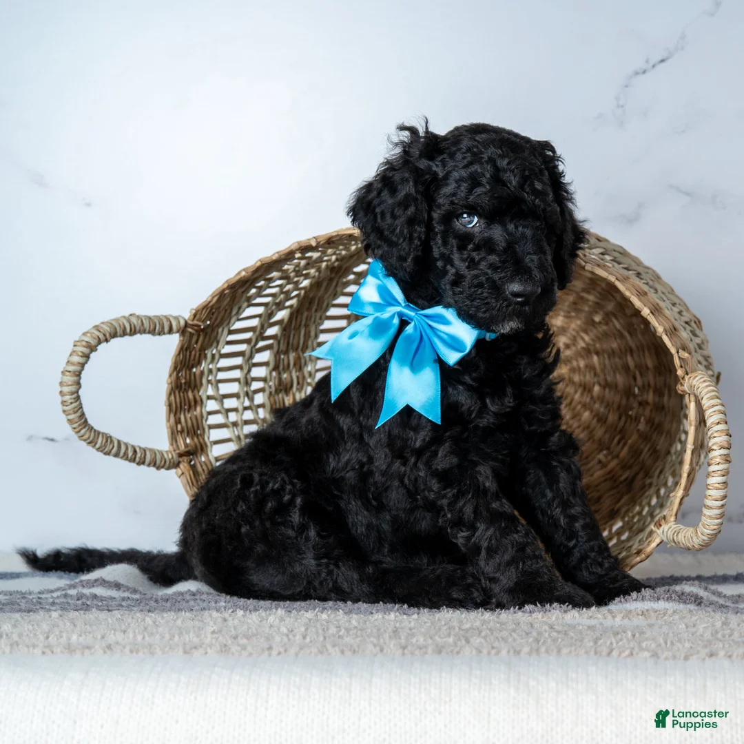 Goldendoodle dogs for sale: Mr. Midnight Roast - Black w/ White Patch Goldendoodle - Ad 2