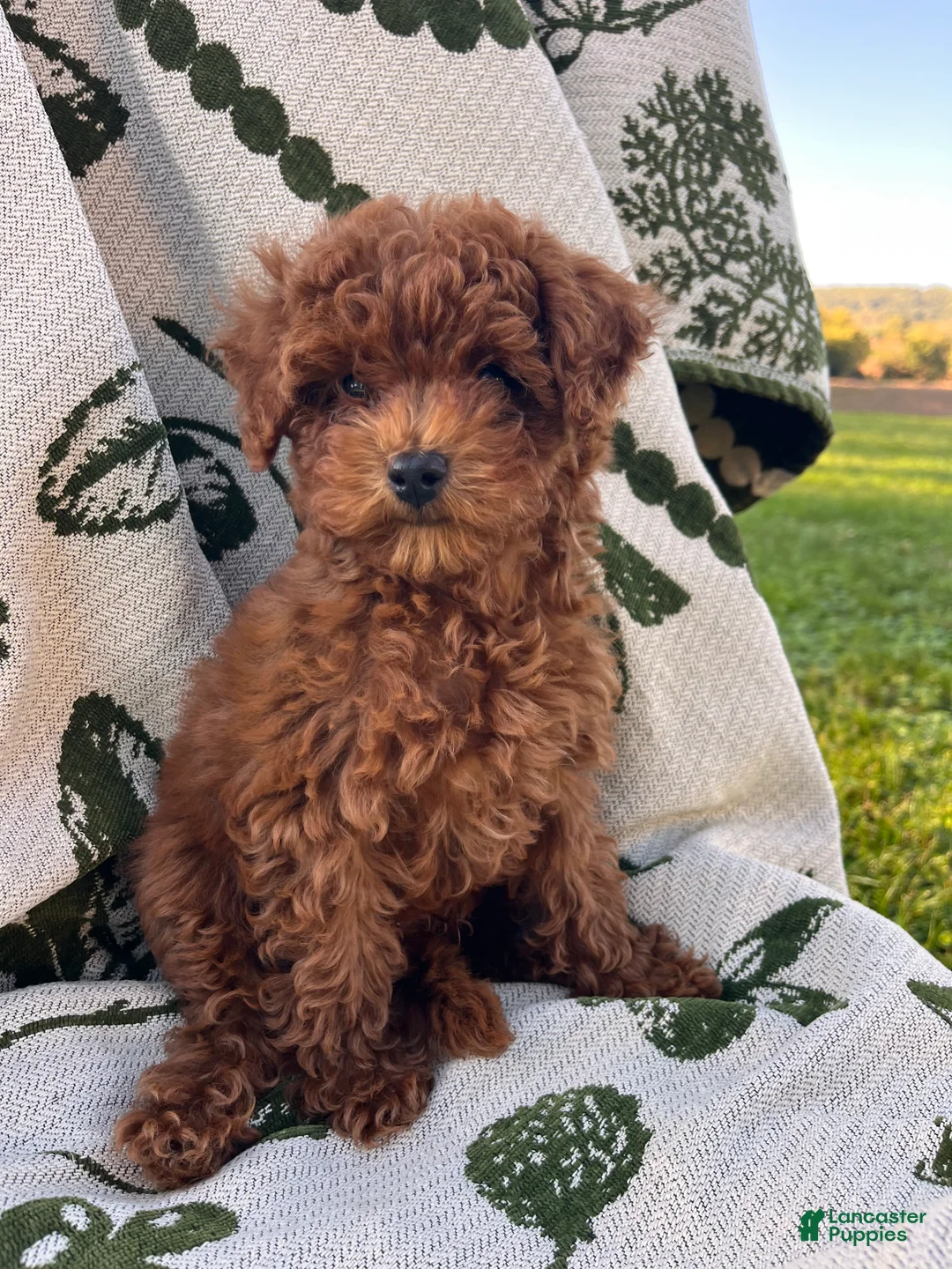 Toy Poodle dogs for sale: Sven - Ad 1