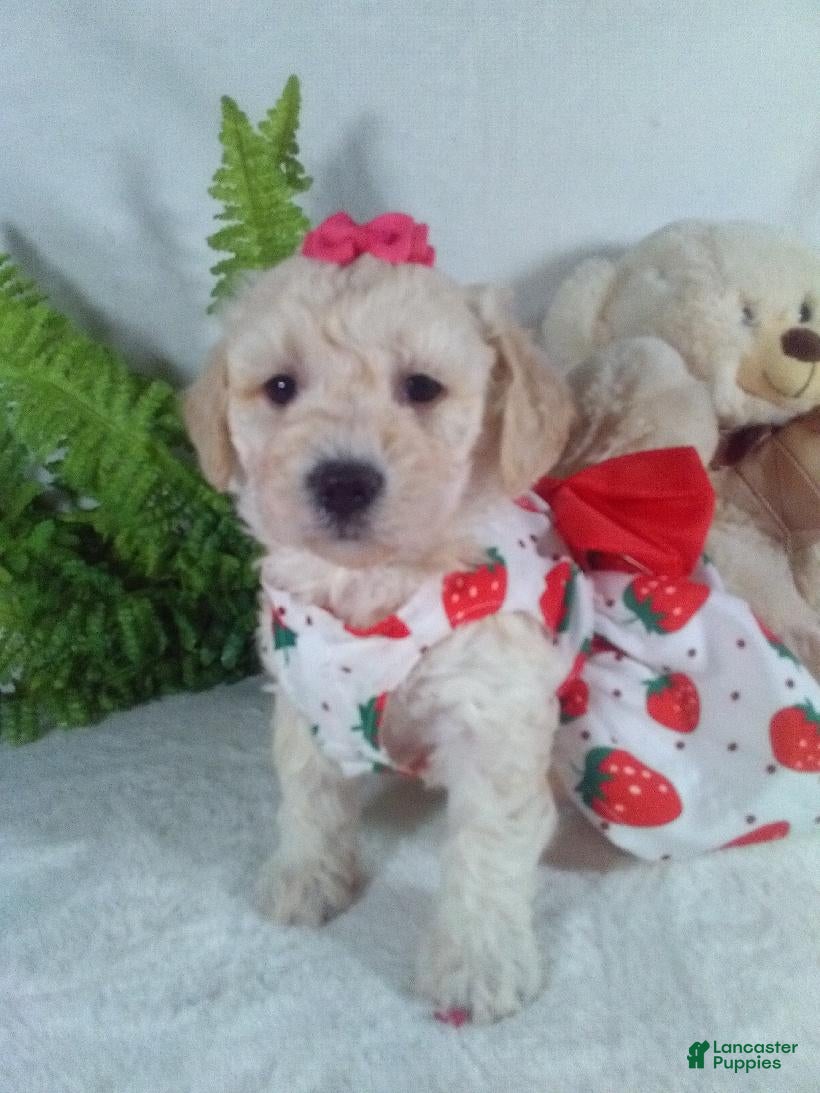 Bichpoo dogs Allie - Ad 2