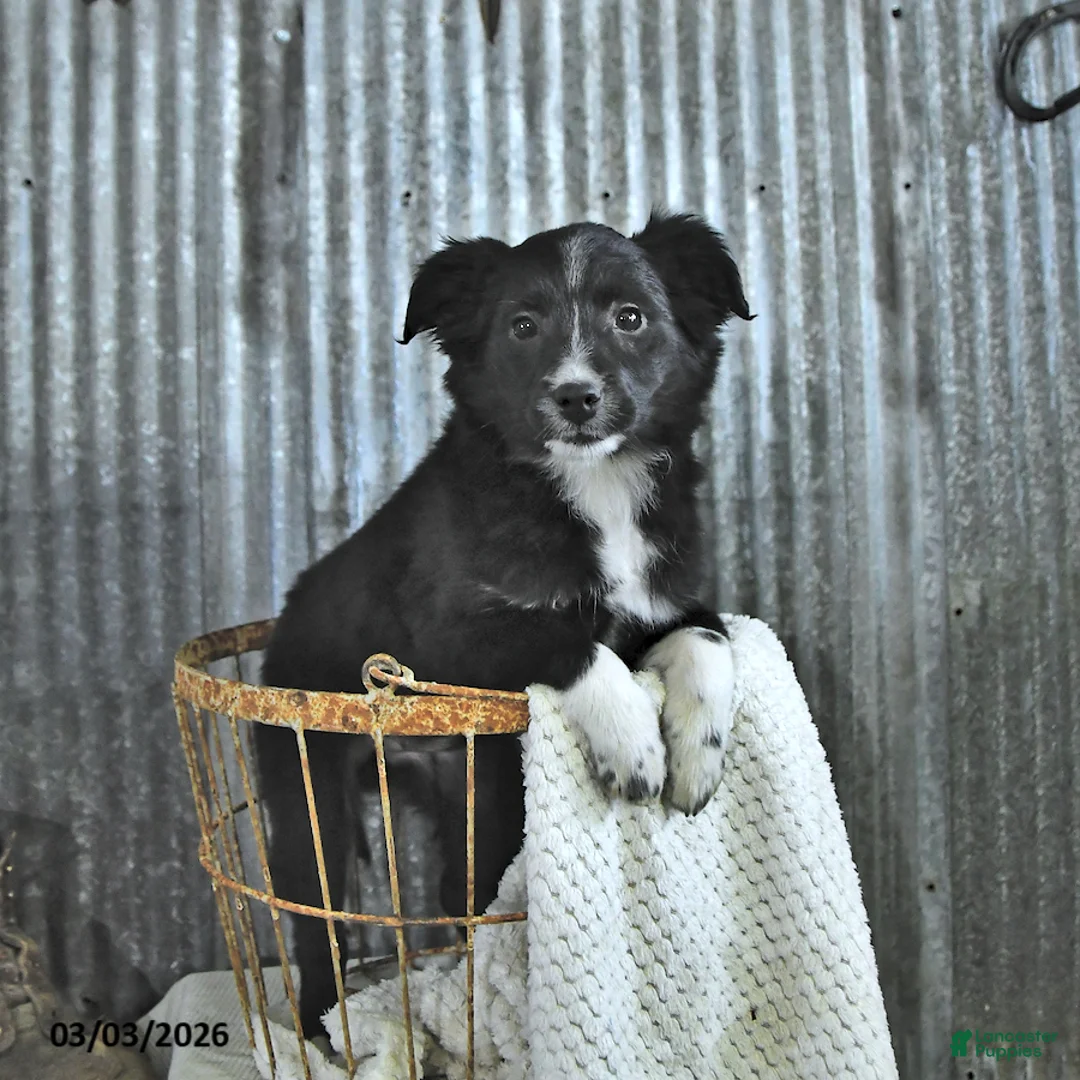 Mixed Breed dogs for sale: Darcy - Ad 1