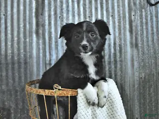 Mixed Breed dogs for sale: Darcy - Ad 2