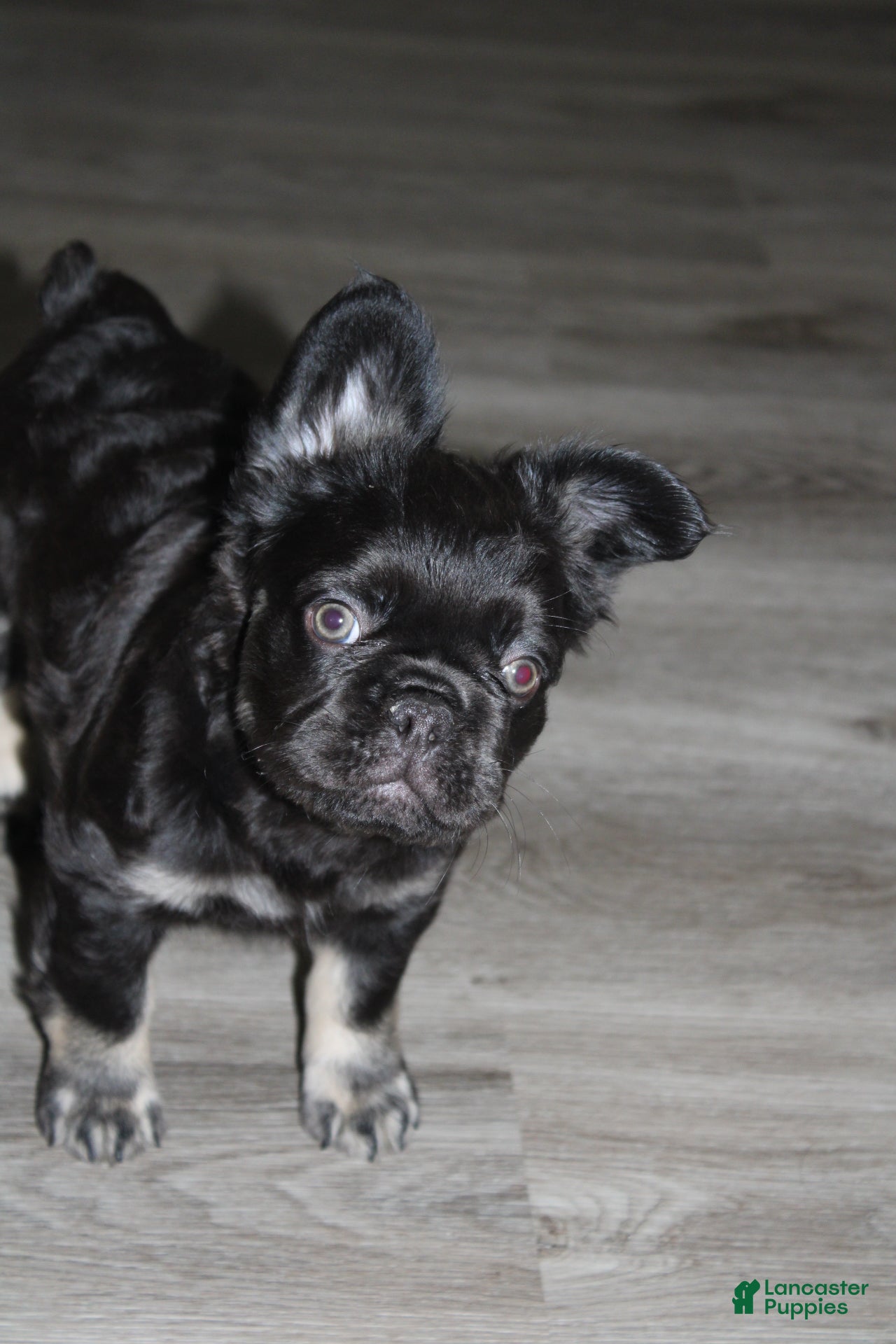 French Bulldog dogs French Bulldog Puppy 3 - Ad 2