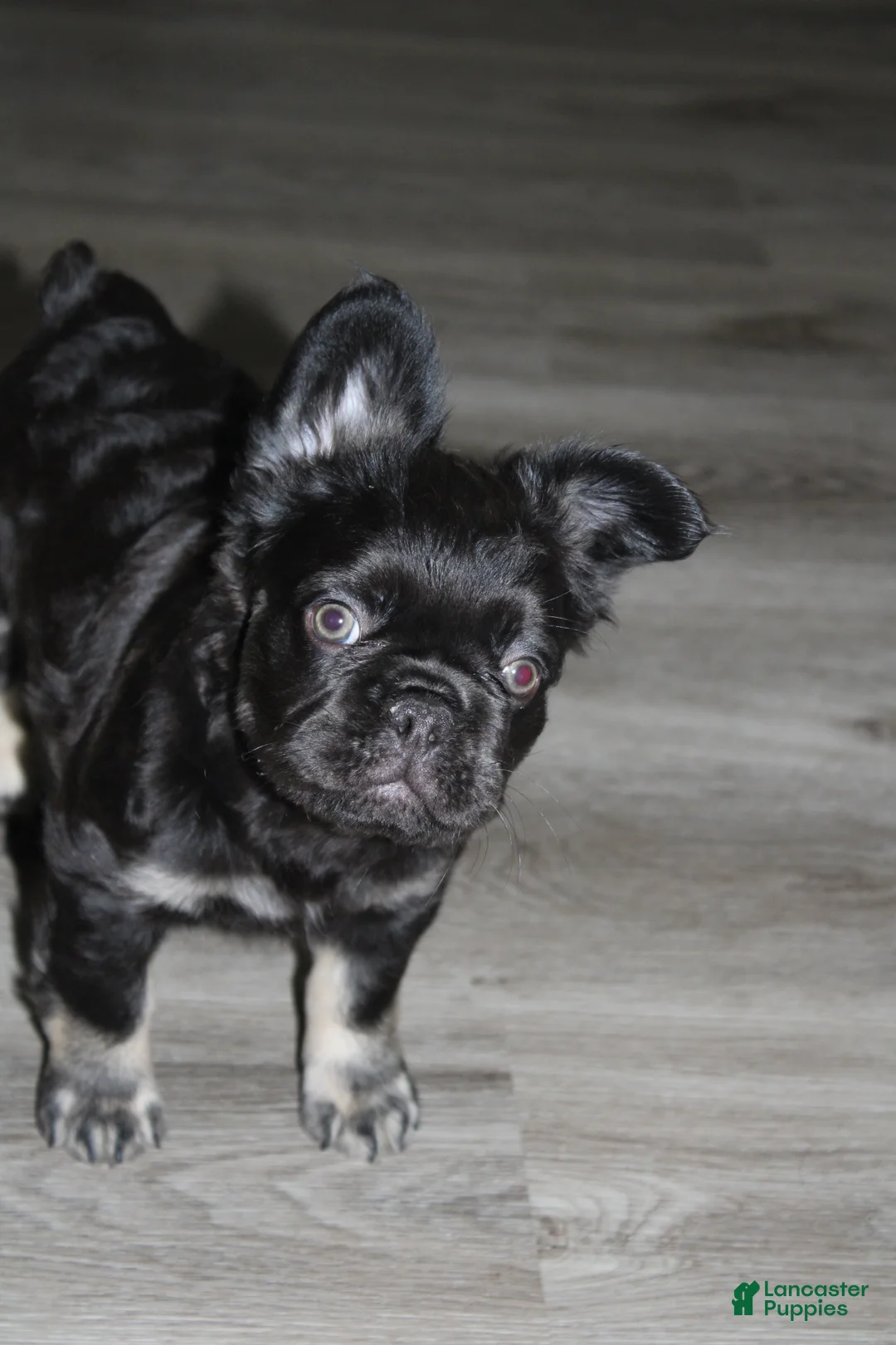 French Bulldog dogs for sale: French Bulldog Puppy 3 - Ad 1