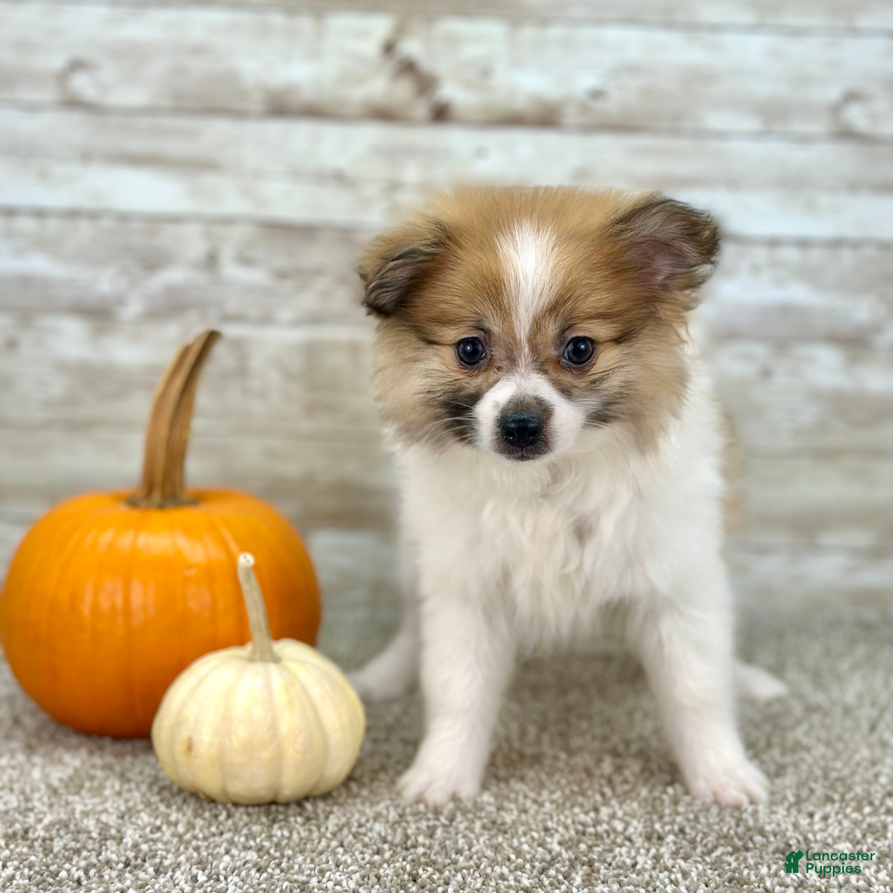 Pomeranian dogs Girl Rosie - 8549 - Ad 33