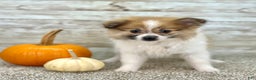 Pomeranian dogs for sale: Girl Rosie - 8549 - Ad 1