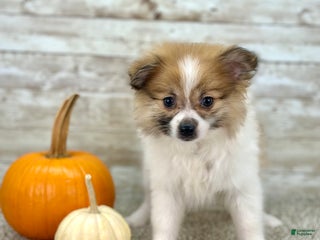 Pomeranian dogs Rosie - Ad 32