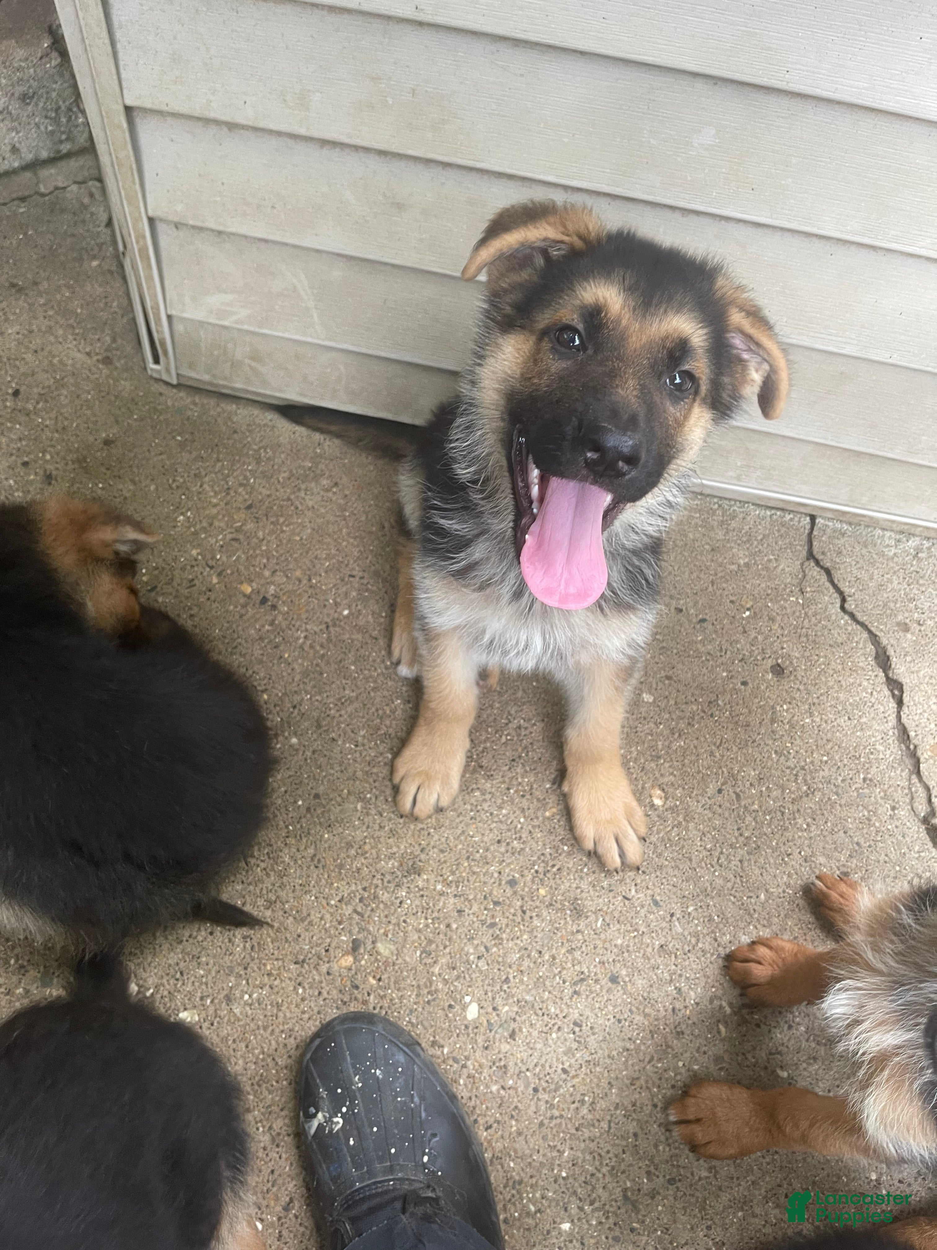 German Shepherd dogs Frick - Ad 35