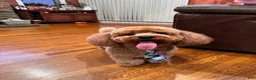 Miniature Poodle dogs for sale: Mookie - Ad 4