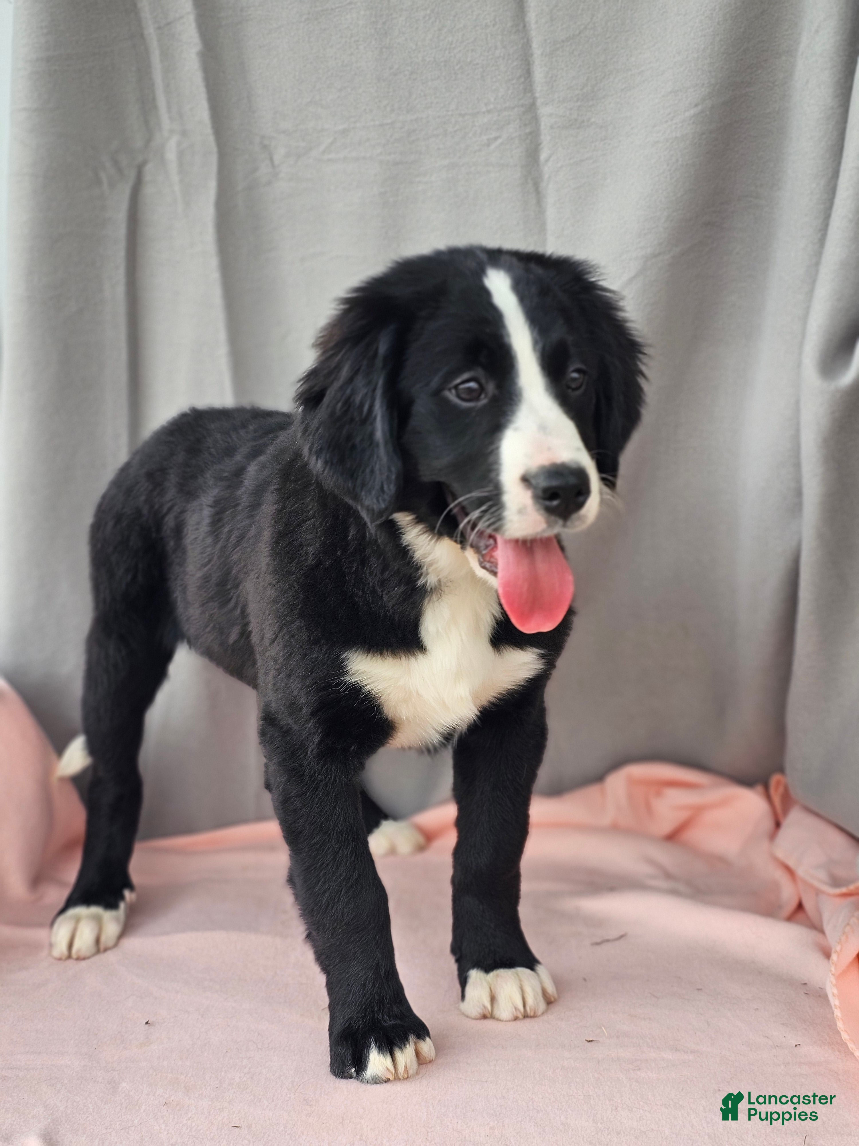 Mixed Breed dogs Lainey - Ad 2