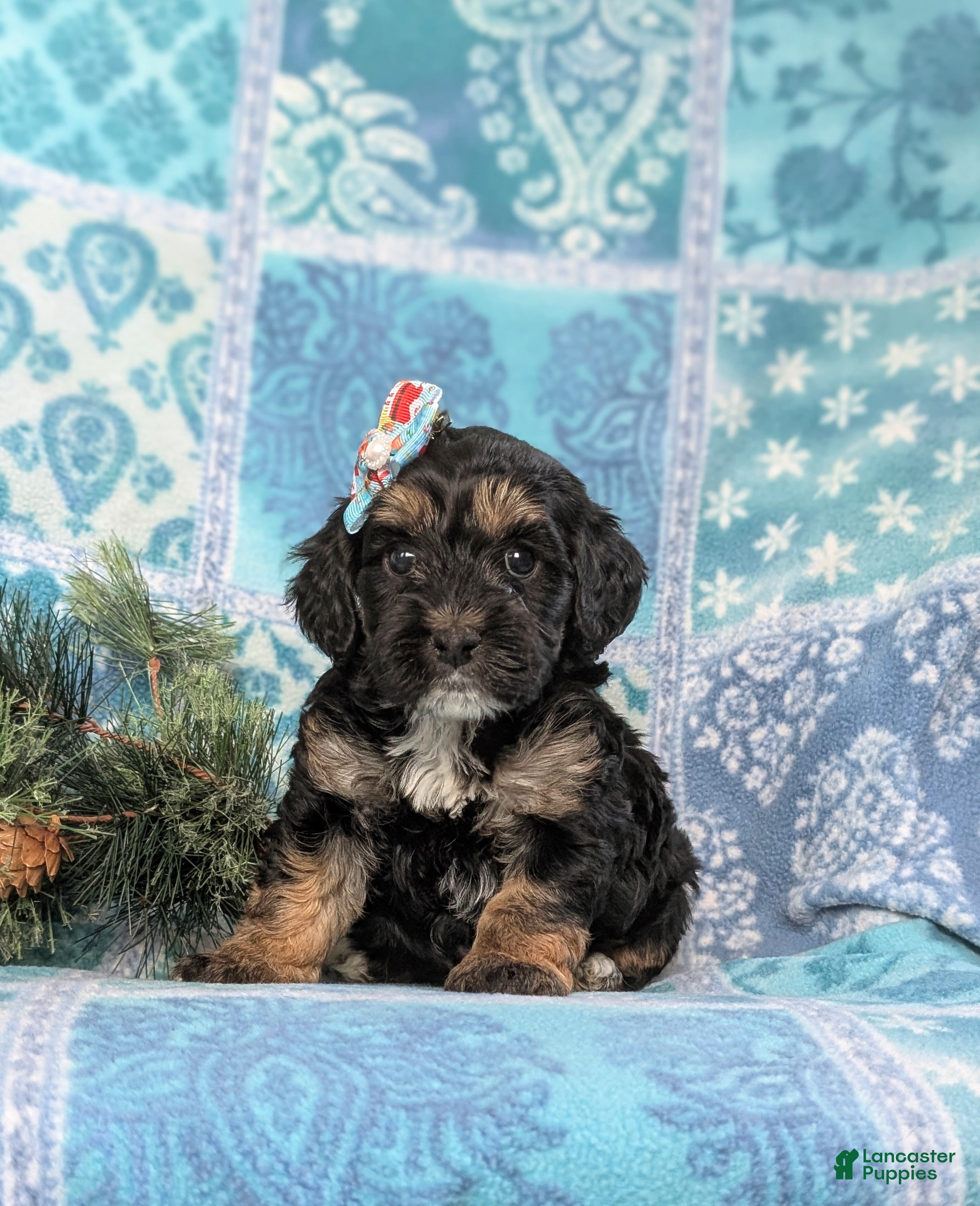 Cockapoo dogs Chantell Hypoallergenic - Ad 42