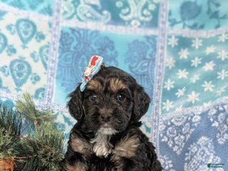 Cockapoo dogs Chantell Hypoallergenic - Ad 27