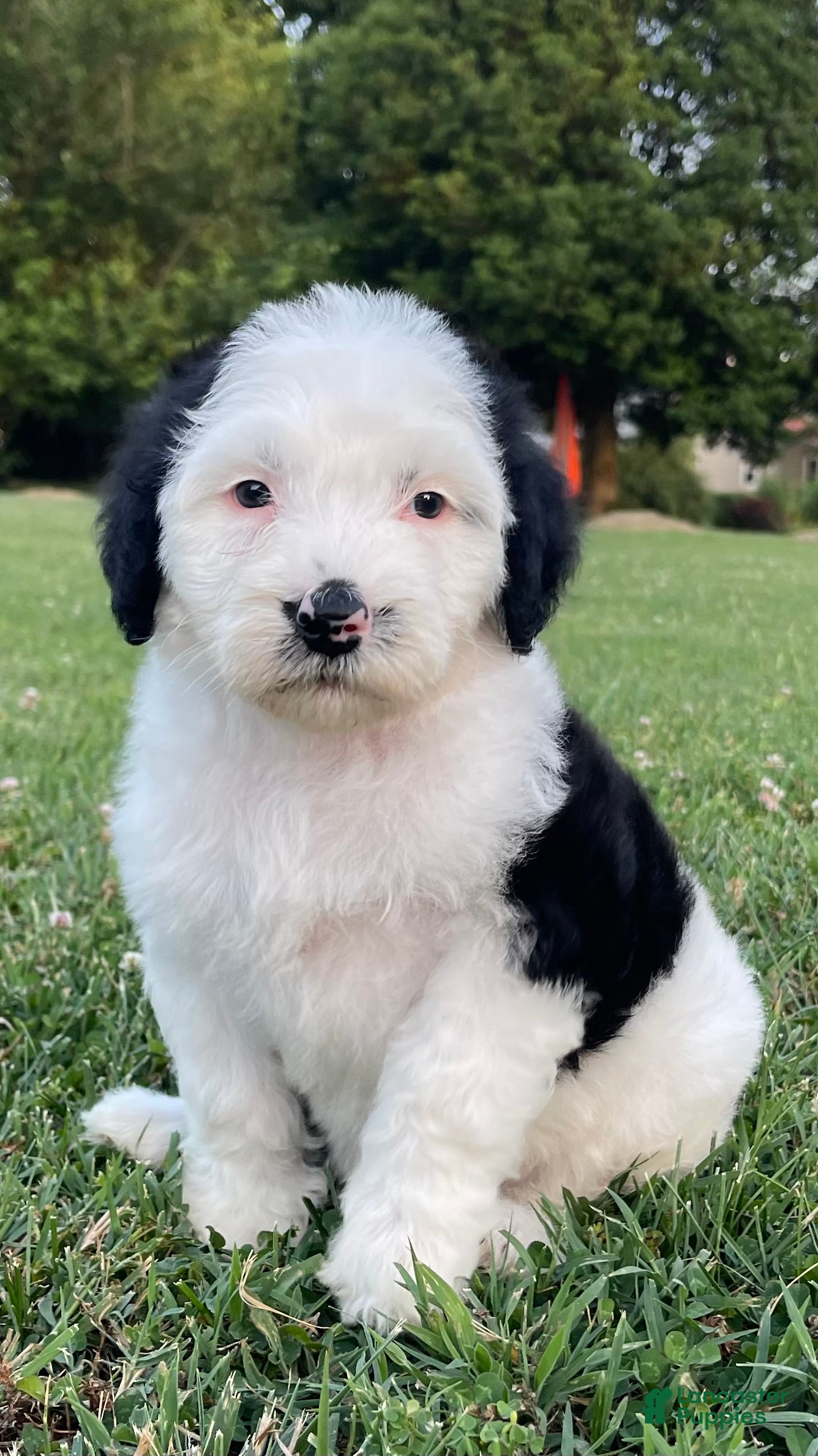 Sheepadoodle dogs Minnie  - Ad 30