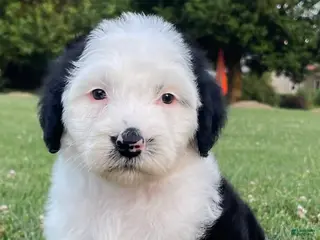 Sheepadoodle dogs Minnie - Ad 14