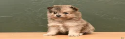 Pomeranian dogs for sale: Lilac - Ad 3