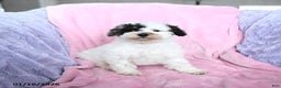 Toy Poodle dogs for sale: Kaitlyn - Ad 3
