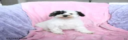Toy Poodle dogs for sale: Kaitlyn - Ad 3