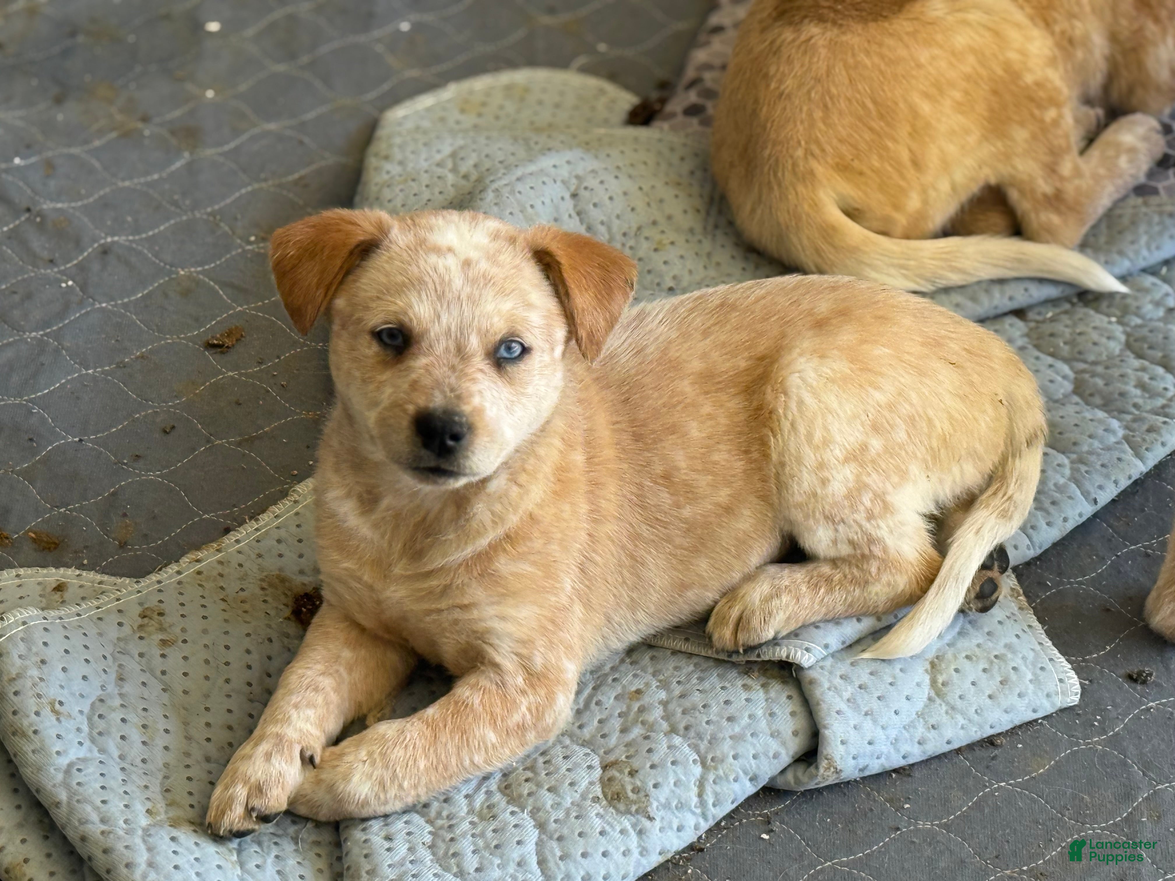 Australian Cattle Dog dogs Red Male (Dark Blue - Freckles) - Ad 2