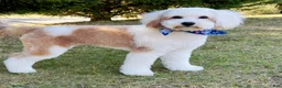 Mini Goldendoodle dogs for sale: Lainey - Ad 4